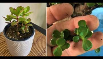 5 Necessary care tips so that your JADE TREE does not die