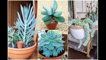 16 Gorgeous Blue Succulent Varieties