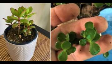 5 Necessary care tips so that your JADE TREE does not die 5 Necessary care tips so that your JADE TREE does not die