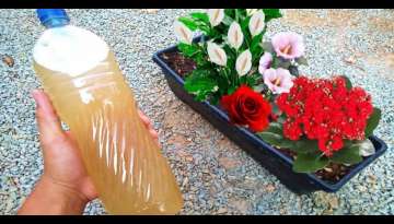 4 Tricks for your plants to bloom all year round and prevent them from rotting 4 Tricks for your plants to bloom all year round and prevent them from rotting