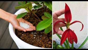 4 Tricks for your Plants to bloom all year round 4 Tricks for your Plants to bloom all year round