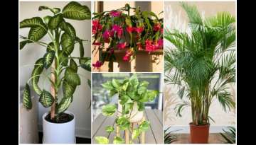 10 Best Houseplants for Releasing Oxygen 10 Best Houseplants for Releasing Oxygen