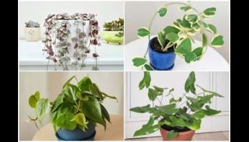 10 Indoor Plants That Display Heart-Shaped Leaves 10 Indoor Plants That Display Heart-Shaped Leaves