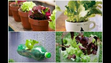 15 Free DIY Lettuce Planters 15 Free DIY Lettuce Planters