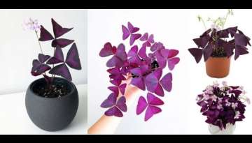 Oxalis (Shamrocks) Planting Guide Oxalis (Shamrocks) Planting Guide