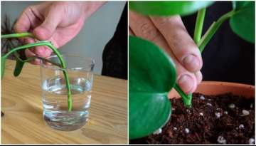 3 Steps To Propagate Pothos & 7 Mistakes Most People Make 3 Steps To Propagate Pothos & 7 Mistakes Most People Make